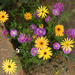 3-Day Wild Flowers Guided Tour from Cape Town 