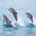  Half-Day Dolphin Island Tour from Punta Cana