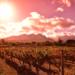 Full-Day Private Winelands Tour from Cape Town