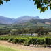 Cape of Good Hope and Cape Winelands Day Tour from Cape Town