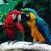Iguassu Falls Bird Park General Admission Ticket and Tour