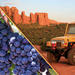 Private Jeep and Wine Tasting Combo Tour from Sedona 
