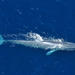 San Diego Blue Whale Watching Cruise