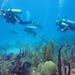 1-Hour Certified Dive in Punta Cana