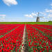 Holland in One Day Sightseeing Tour