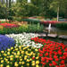 Keukenhof Gardens and Tulip Fields Tour from Amsterdam