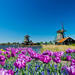 Zaanse Schans Windmills, Marken and Volendam Half-Day Trip from Amsterdam 