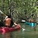 Damas Island Mangrove Kayaking Tour from Jacó