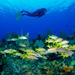 No Certification Required Guided Scuba Diving Tour