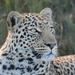 Big Cat Sanctuary and Wine Tasting Day Tour from Cape Town