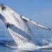 Boat Based Whale Watching Tour from Cape Town