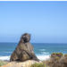 Cape Point Peninsula: Private Day Tour from Cape Town