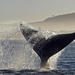  Full-Day Guided Tour Whale Watching on a Boat from Cape Town