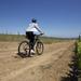 Full-Day Private Cycling Tour Through Vineyards including Picnic from Cape Town