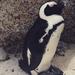 Full-Day Private Tour of Kalk Bay, Simons Town and Boulders Penguin Colony from Cape Town