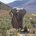 Safari Guided Tour from Cape Town