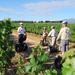 Segway Vineyard Tour with Wine Tasting and Picnic: Private Day Tour from Cape Town