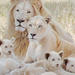 Lion Park Tour from Johannesburg or Pretoria