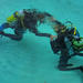 Discover Scuba Diving in Playa del Carmen