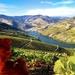 Douro Full-Day Tour from Porto