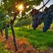 Private Wine Tour: Maipu Wineries from Mendoza