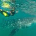 Swimming with Whale Sharks and Todos Santos Tour