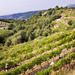 Organic Wine Tour from Nice