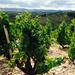 Private Tour: Beaujolais Day Tour with Wine Tasting from Lyon
