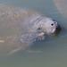 Indian River Manatee Kayaking Tour