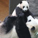 Private 3-Day Family Tour Combo Package: Classic Beijing Plus Panda House And Happy Valley Amusement Park