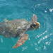 Turtle Spotting Cruise in Zakynthos