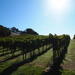 Private Tour: Wine Country Day Trip from San Francisco