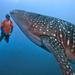 Whale Shark Encounter from Cancun