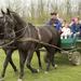 Horse Show followed by Lunch near Budapest