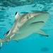 Nassau Shark Diving