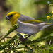 Endangered Birds Of Hawaii
