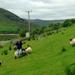 Hill Sheep Farming and Sheepdog Trialling Experience in Galway 