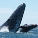 Whale Watching Tour in Los Cabos