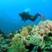 Dedicated Dives for Certified Divers from Puerto Vallarta
