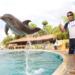 Nuevo Vallarta Dolphin Trainer for a Day 