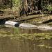 Private Tour of the Honey Island Swamp with Round-Trip Transfer from New Orleans