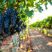 Private Limo Wine Tour of Napa Valley and Sonoma Valley from San Francisco