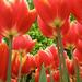 Private Tour: 8h Keukenhof Gardens 2017 from Amsterdam