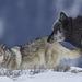 Private Wolf and Wildlife Winter Tours in Yellowstone