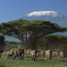 3-Day Amboseli National Park Experience from Nairobi