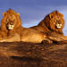 7-Day National Parks Safari Tour from Nairobi