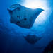 Certified Manta Ray Diving at Nusa Penida from Padangbai