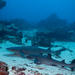 Dive with Sharks in Padangbai