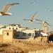  Day Trip from Marrakech to Essaouira