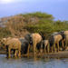 4-Day Wild Life Safari Tour of Kruger National Park from Johannesburg